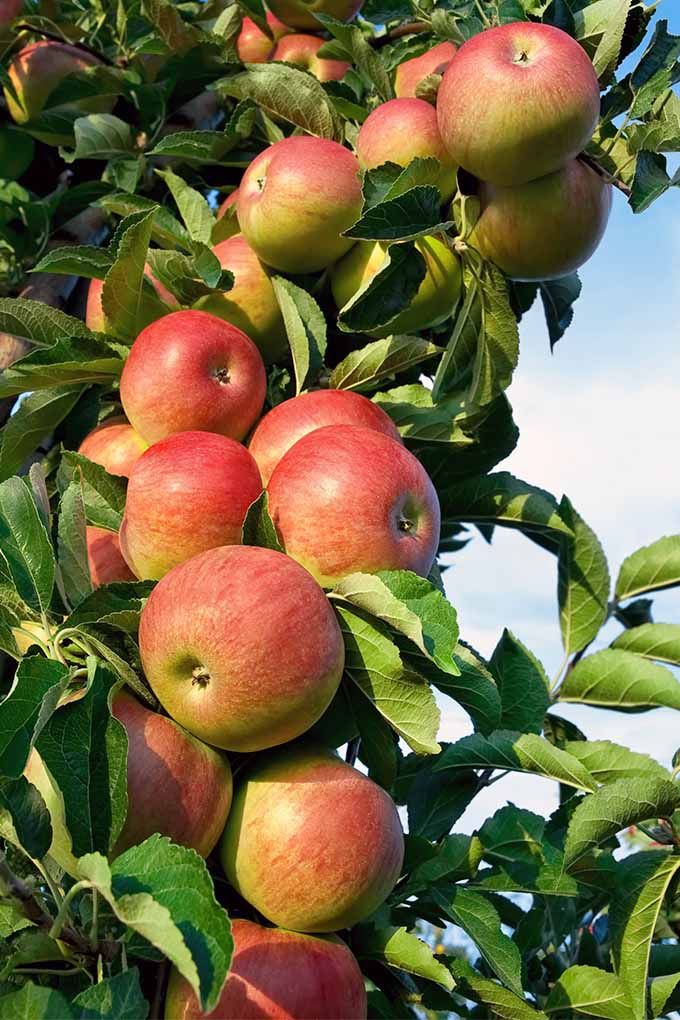Apples