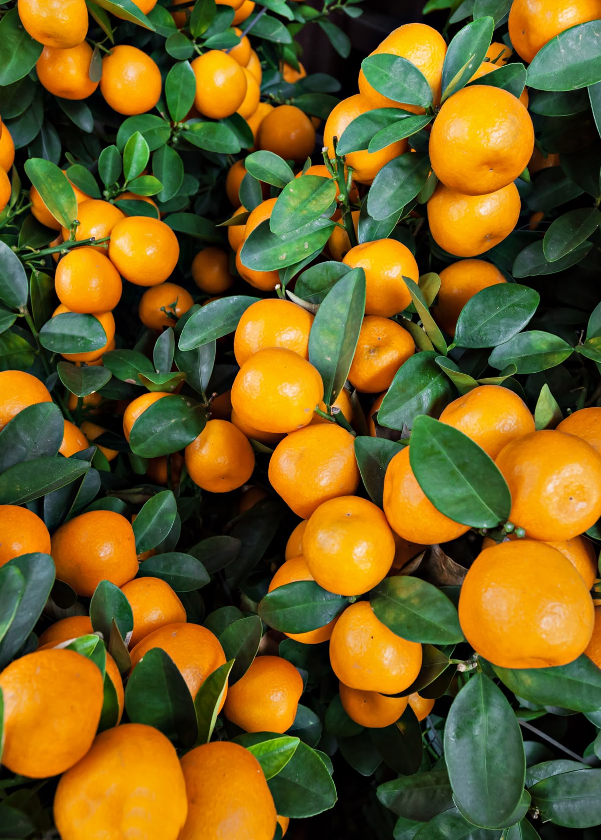 Mandarins